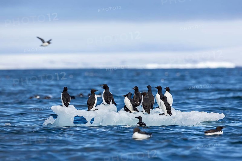 Thick-billed guillemot (Uria lomvia) on an ice floe, sea, water, alcids (Alcidae), Alkefjellet, Spitsbergen, Svalbard
