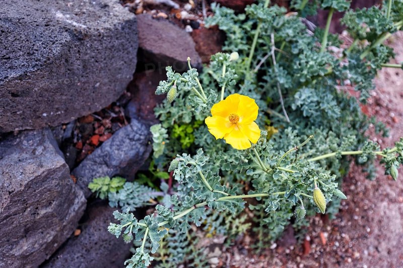 Yellow Hornpoppy (Glaucium flavum), volcanic rock, Oia, Thira, Santorini, Cyclades, Greece