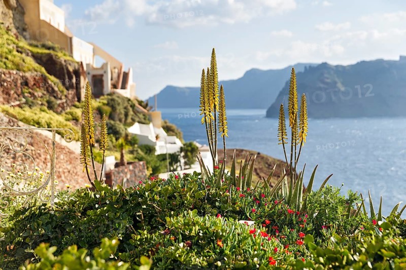 Mediterranean vegetation on the edge of the caldera, coastline, Oia, Thira, Santorini, Cyclades, Greece