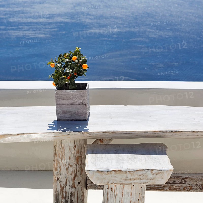 Tub plant, orange tree, wooden table on a white terrace by the sea, detail, Oia, Thira, Santorini, Cyclades, Greece