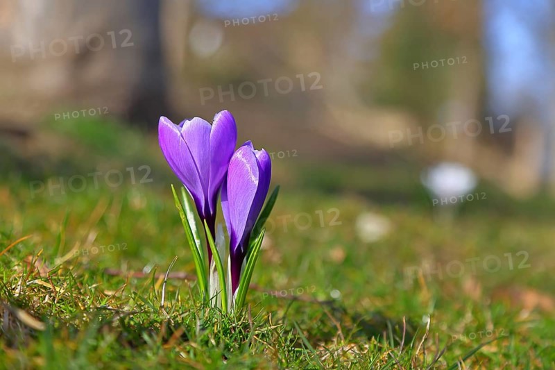 Violet crocus (Crocus neapolitanus), two flowers next to each other in the park, spring, Siegen, North Rhine-Westphalia