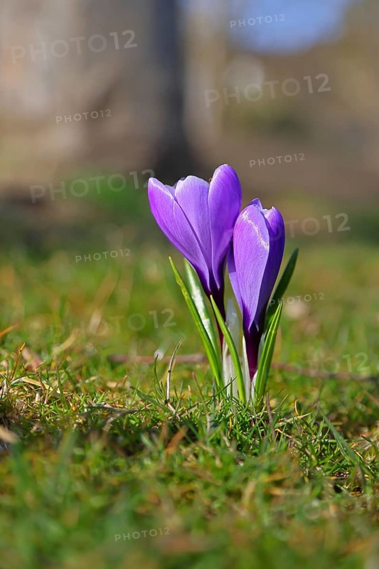 Violet crocus (Crocus neapolitanus), two flowers next to each other, spring, Siegen, North Rhine-Westphalia