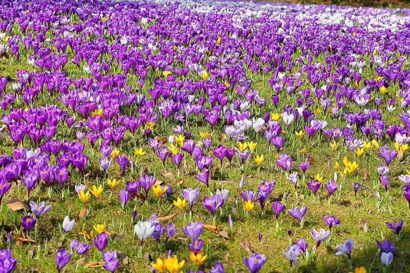 Crocus (Crocus neapolitanus), a meadow full of flowers, spring, Siegen, North Rhine-Westphalia