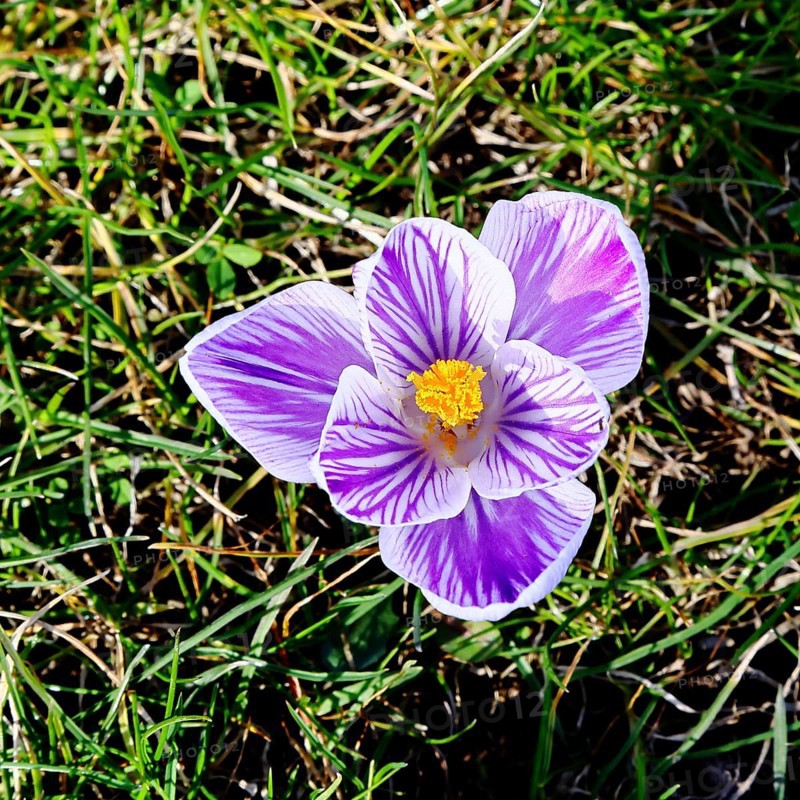 Crocus (Crocus neapolitanus), open blue-white flower, spring, Siegen, North Rhine-Westphalia