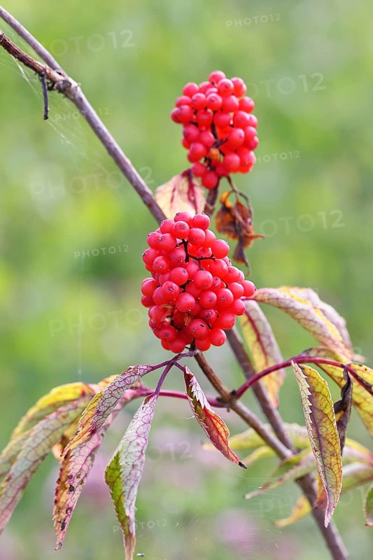 Red Elderberry (Sambucus racemosa), Grape Elderberry, Stag Elderberry, on a forest area destroyed by the bark beetle, Wilnsdorf, North Rhine-Westphalia, Germany