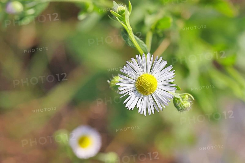 Annual ragweed (Erigeron annuus), by the wayside in a field, Wilnsdorf, North Rhine-Westphalia, Germany