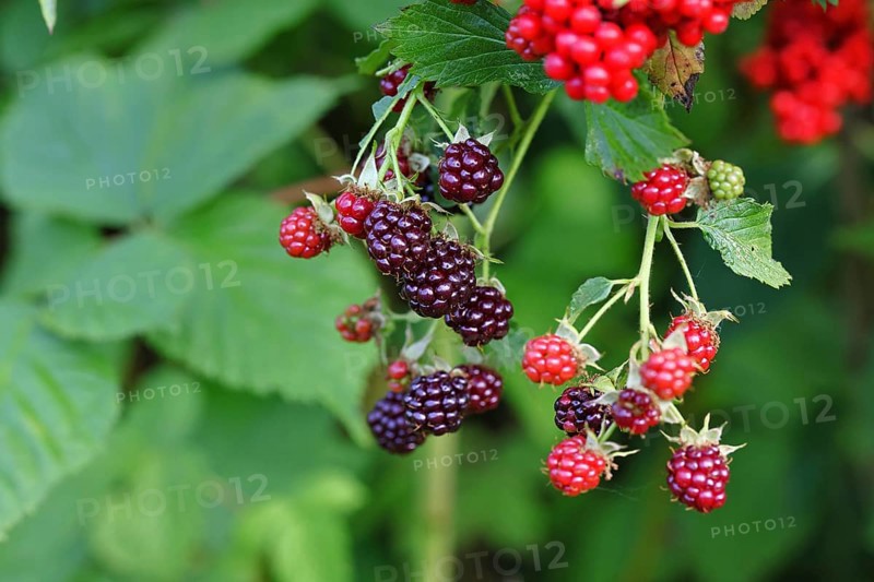 Blackberries (Rubus fruticosus), unripe and ripe fruit on a bush in a forest, Wilnsdorf, North Rhine-Westphalia, Germany