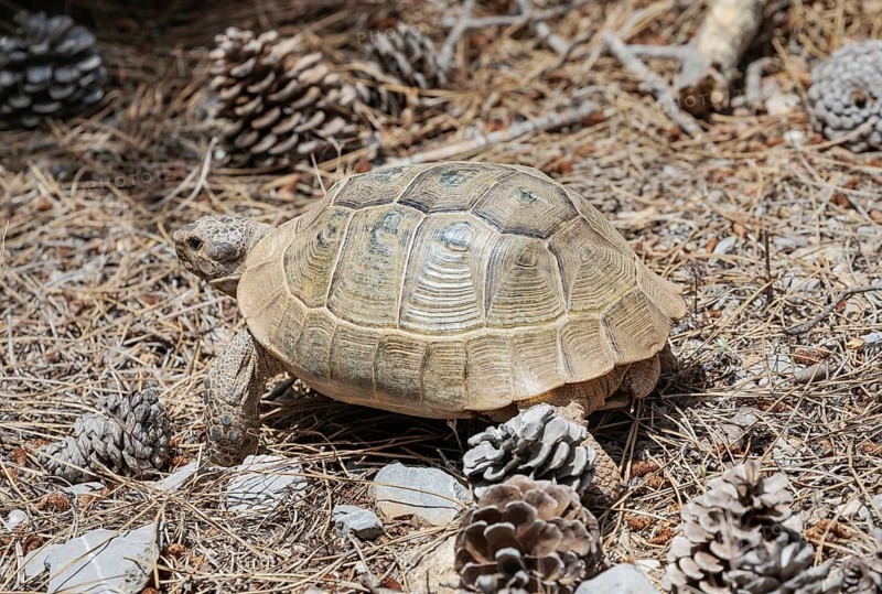 Common Tortoise (Testudo graeca) moving into the wood, Panormitis, Symi Island, Dodecanese Islands, Greece