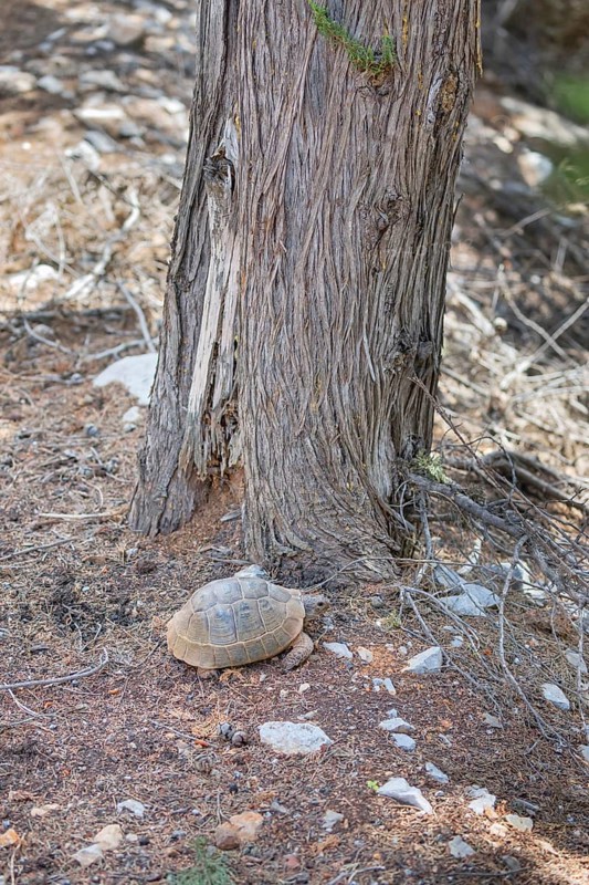 Common Tortoise (Testudo graeca) moving into the wood, Panormitis, Symi Island, Dodecanese Islands, Greece
