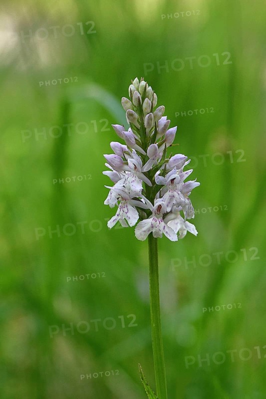 Moorland spotted orchid (Dactylorhiza maculata), inflorescence, close-up, Wilnsdorf, North Rhine-Westphalia, Germany