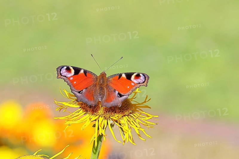 Peacock butterfly (Aglais io), on a yellow flower of a Great Telekie (Telekia speciosa), Wilnsdorf, North Rhine-Westphalia, Germany