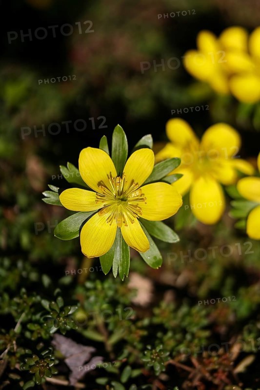 Winter aconites (Eranthis hyemalis), open flower, Wilnsdorf, North Rhine-Westphalia, Germany