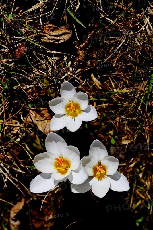 White crocuses (Crocus sp.) on a lawn in the garden, Wilnsdorf, North Rhine-Westphalia, Germany