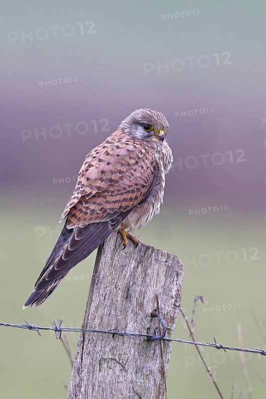 Kestrel (Falco tinnunculus), on a pasture fence post, Bieslicher Insel, Lower Rhine, North Rhine-Westphalia, Germany