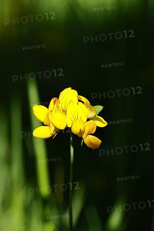Bird's-foot Trefoil, Bird's-foot Trefoil (Lotus corniculatus), yellow flower in a meadow, Wilnsdorf, North Rhine-Westphalia, Germany