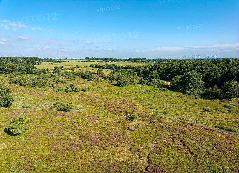The dune on the Rimmelsberg, a nature reserve and FFH area, is overgrown with juniper and heather. Aerial view. Rimmelsberg, Jörl, Schleswig-Holstein, Germany