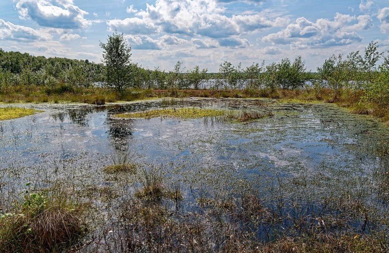 Water surface and marsh plants in Himmelmoor. Himmelmoor, the largest raised bog in Schleswig-Holstein, has been largely renaturalised and rewetted and is part of the European Natura 2000 protected area. Quickborn, Pinneberg district, Schleswig-Holstein, Germany