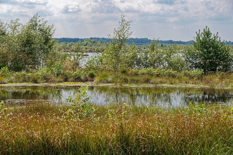 Water areas and marsh plants in the Himmelmoor. Himmelmoor, the largest raised bog in Schleswig-Holstein, has been largely renaturalised and rewetted and is part of the European Natura 2000 protected area. Quickborn, Pinneberg district, Schleswig-Holstein, Germany