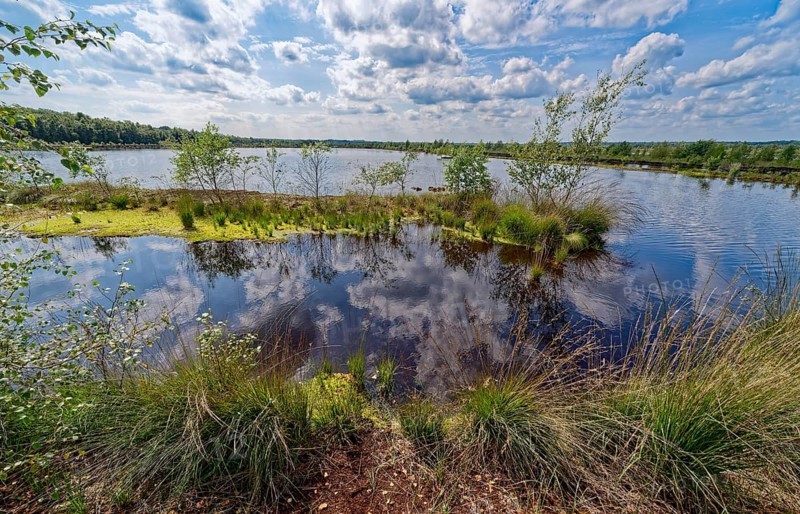 Water surface and marsh grass in Himmelmoor. Himmelmoor, the largest raised bog in Schleswig-Holstein, has been largely renaturalised and rewetted and is part of the European Natura 2000 protected area. Quickborn, Pinneberg district, Schleswig-Holstein, Germany