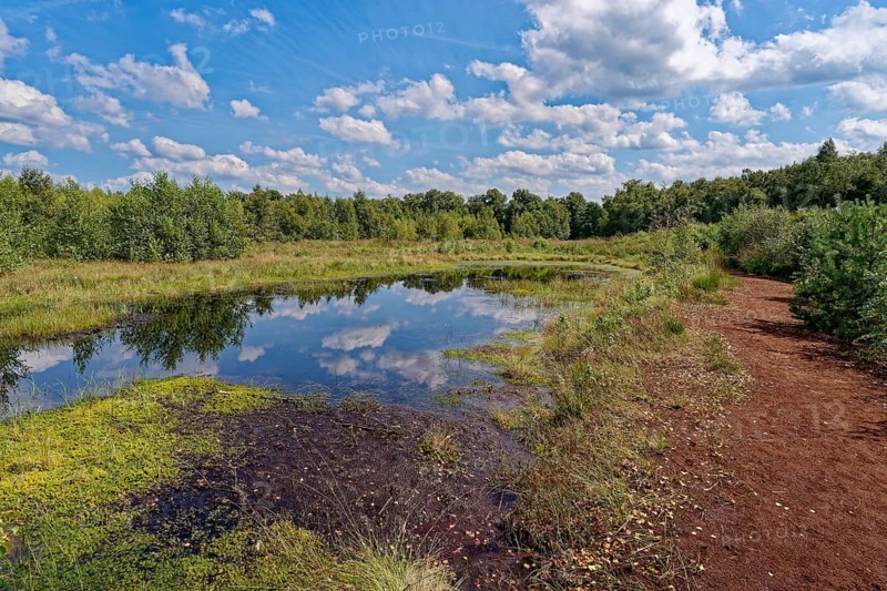 Water surface and a drained peat path in the Himmelmoor. Himmelmoor, the largest raised bog in Schleswig-Holstein, has been largely renaturalised and rewetted and is part of the European Natura 2000 protected area. Quickborn, Pinneberg district, Schleswig-Holstein, Germany