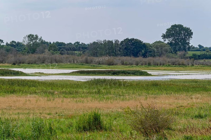 Heath, water areas, marshes, forests, salt marshes and dunes characterise the landscape in the Geltinger Birk nature reserve. Gelting, Schleswig-Holstein, Germany