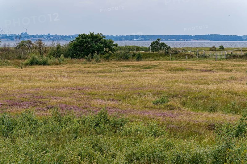 Heath, water areas, marshes, salt marshes and dunes characterise the landscape in the Geltinger Birk nature reserve. Gelting, Schleswig-Holstein, Germany