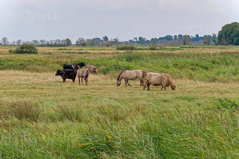 Wild horses of the Konik species and Highland cattle, Galloway, on the pastures of the Geltinger Birk nature reserve. Gelting, Schleswig-Holstein, Germany