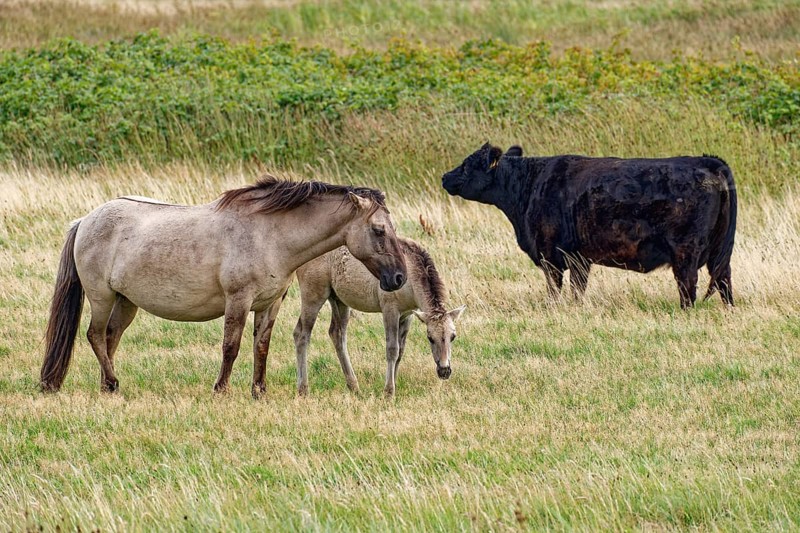 Wild horse of the Konik species with foal and Highland cattle, Galloway, on the pastures of the Geltinger Birk nature reserve. Gelting, Schleswig-Holstein, Germany