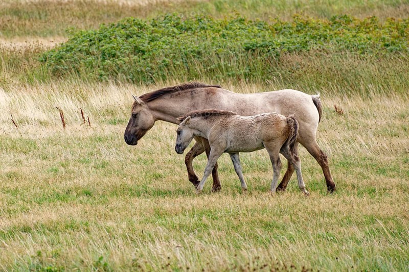 Wild horse of the Konik species with foal on the pastures of the Geltinger Birk nature reserve. Gelting, Schleswig-Holstein, Germany