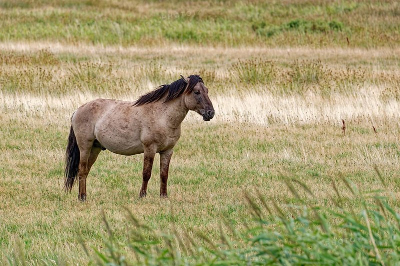 Wild horse of the Konik species on the pastures of the Geltinger Birk nature reserve. Gelting, Schleswig-Holstein, Germany