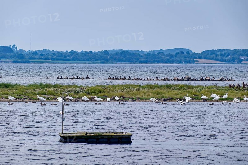 Waterfowl on the Geltinger Bucht in the Baltic Sea off the Geltinger Birk. Gelting, Schleswig-Holstein, Germany