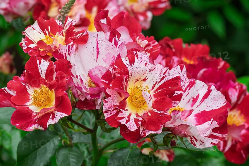 Shrub rose, rose variety Maurice Utrillo, Netherlands