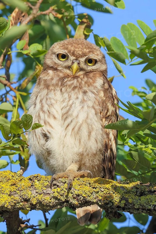 Little owl (Athene noctua) young bird sitting hidden in a tree, endangered bird species in Central Europe, view into the camera, wildlife, owl, owlets, owlet, branchling, HANSAG, Lake Neusiedl, Burgenland, Austria, Eastern Europe