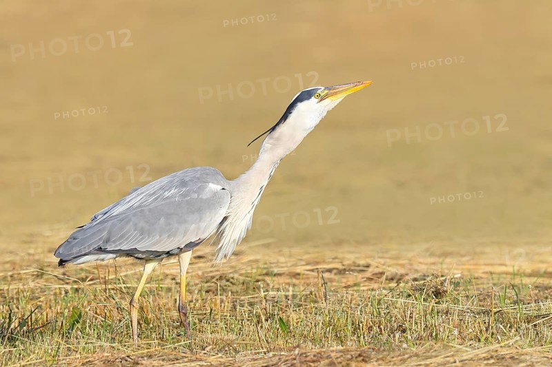 Grey heron (Ardea cinerea), devouring a field mouse (Microtus arvalis) caught in a mown meadow, spring, wildlife, nature photography, heron, Lake Neusiedl National Park, Seewinkel, Burgenland, Austria