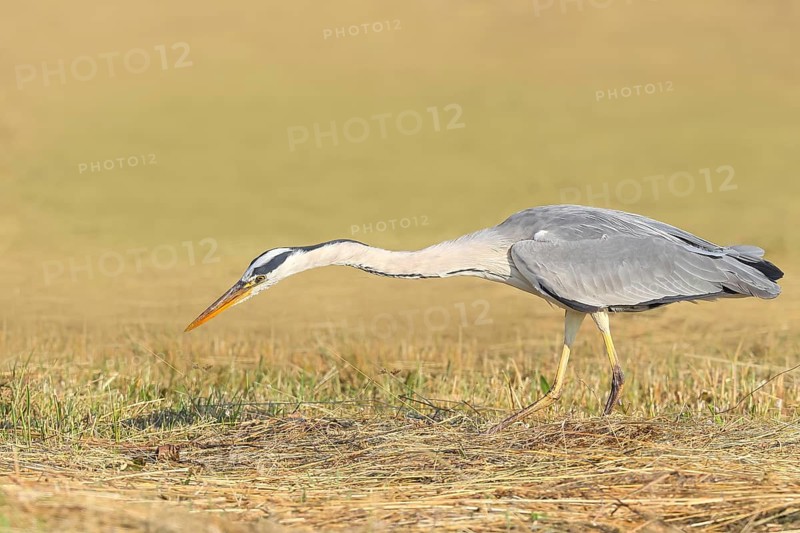 Grey heron (Ardea cinerea), looking for food in a mown meadow, hunting, spring, wildlife, nature photography, heron, Lake Neusiedl National Park, Seewinkel, Burgenland, Austria