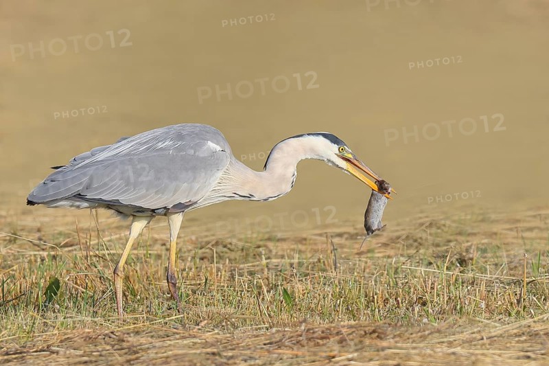 Grey heron (Ardea cinerea), standing with a captured field mouse (Microtus arvalis) in a mown meadow, spring, wildlife, nature photography, heron, Lake Neusiedl National Park, Seewinkel, Burgenland, Austria