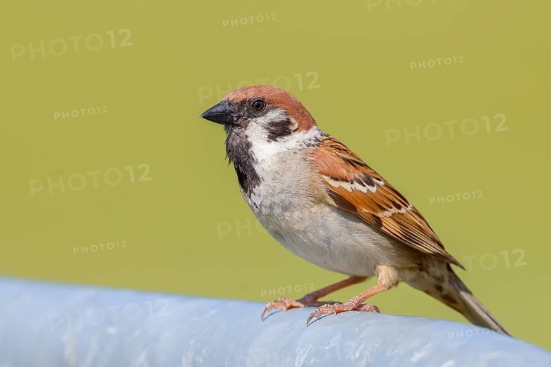 Tree sparrow (Passer montanus), sitting on a galvanised pipe, wildlife, animals, birds, sparrow, sparrows, Lake Neusiedl National Park, Seewinkel, Burgenland, Austria