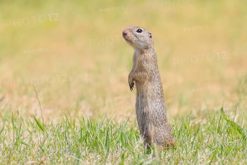 European ground squirrel (Citellus citellus), adult animal standing at attention in meadow, wildlife, animals, mammal, European ground squirrel (Spermophilus citellus), Ziggsee, Lake Neusiedl National Park, Seewinkel, Northern Burgenland, Burgenland, Austria