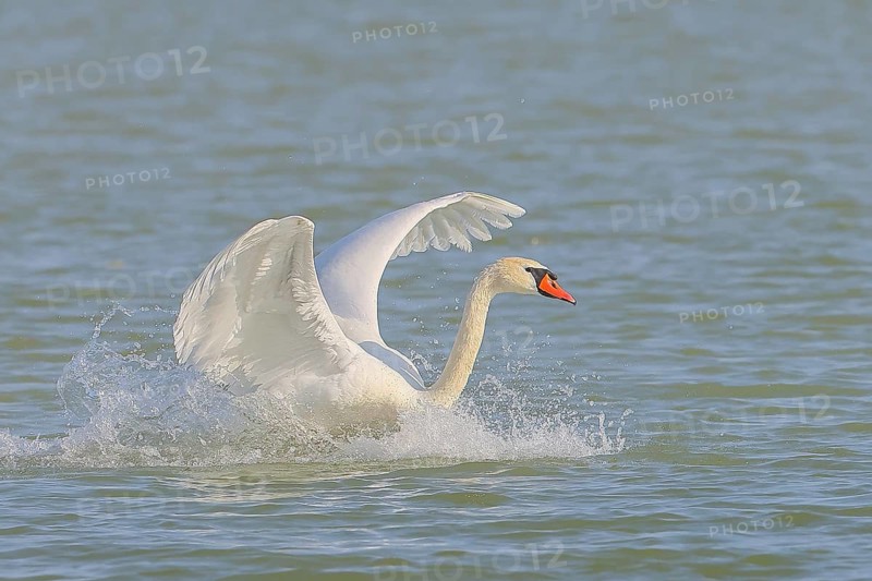 Mute swan (Cygnus olor) in flight, lands in the water, wildlife, animals, swan, Lake Neusiedl National Park, Seewinkel, Burgenland, Austria