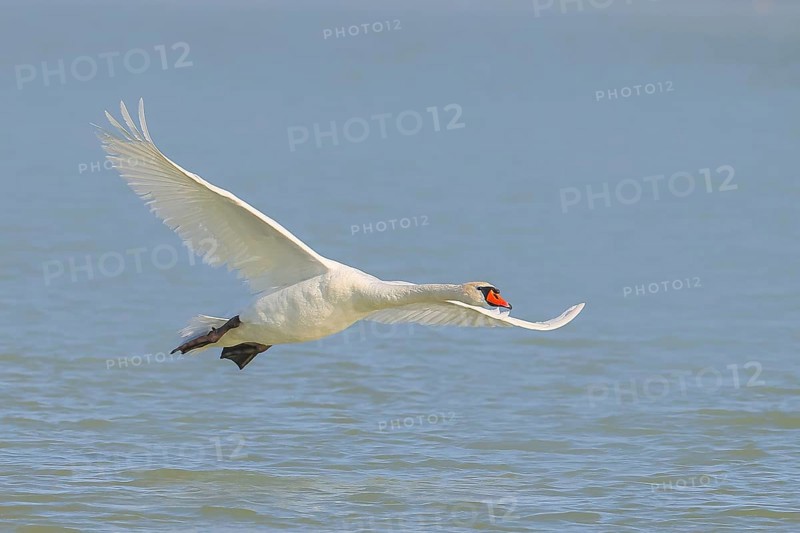 Mute swan (Cygnus olor) in flight, wildlife, animals, swan, Lake Neusiedl National Park, Seewinkel, Burgenland, Austria