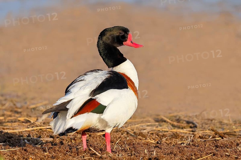 Shelduck (Tadorna tadorna) or shelduck, male, standing on the shore, wildlife, bird, goose, geese, nature photography, Ziggsee, Lake Neusiedl National Park, Seewinkel, Burgenland, Austria