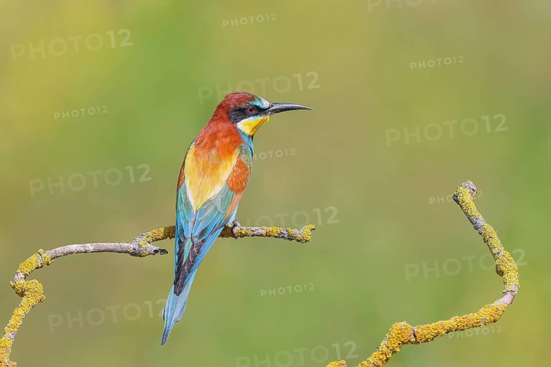 Bee-eater (Merops apiaster) sitting on a branch, male, breeding, wildlife, mating, migratory bird, raptor, animals, birds, Lake Neusiedl National Park, Seewinkel, Burgenland, Austria, Eastern Europe