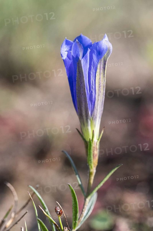 Lung gentian (Gentiana pneumonanthe), Emsland, Lower Saxony, Germany