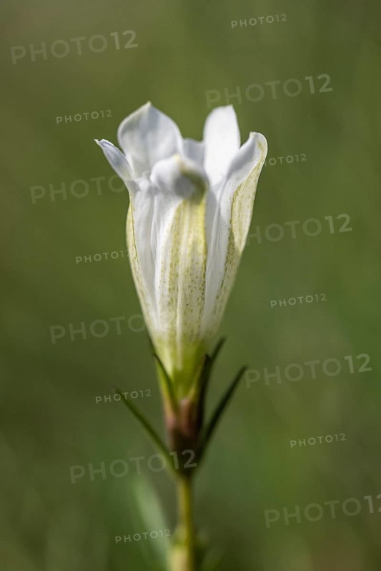 Lung gentian (Gentiana pneumonanthe), white colour variant, Emsland, Lower Saxony, Germany