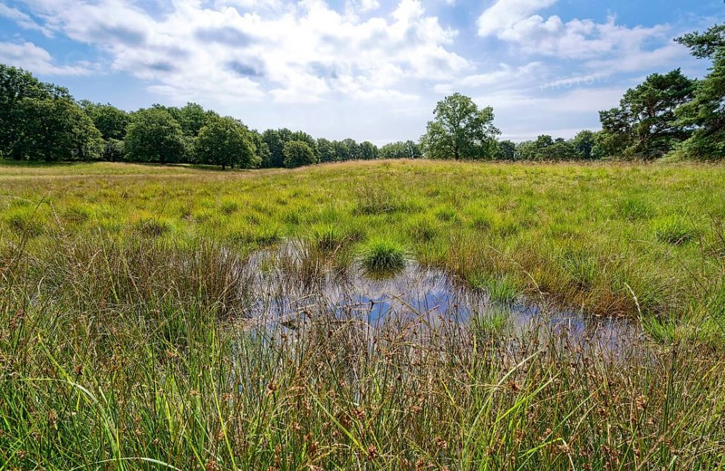 Raised bog in the Störkathener Heide, nature reserve Heideflächen near Kellinghusen, near Störkathen. Kellinghusen, Schleswig-Holstein, Germany