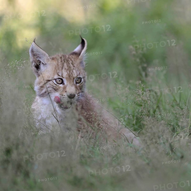 Licking tongue... Eurasian lynx (Lynx lynx), young lynx sitting in high grass, licking with tongue, series animal children, funny animal pictures, cute wild cats, native nature, captive, North Rhine-Westphalia, Germany, Western Europe