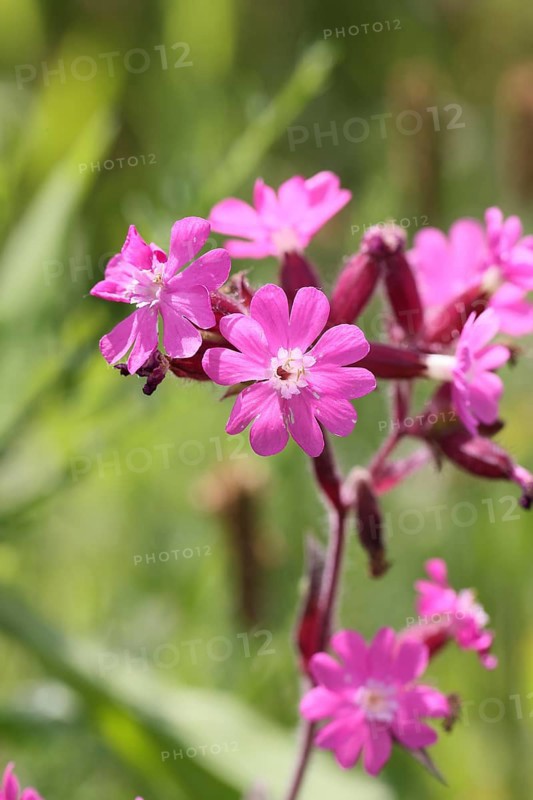 Red campion (Silene dioica), close-up of a flower in a meadow, Wilnsdorf, North Rhine-Westphalia, Germany