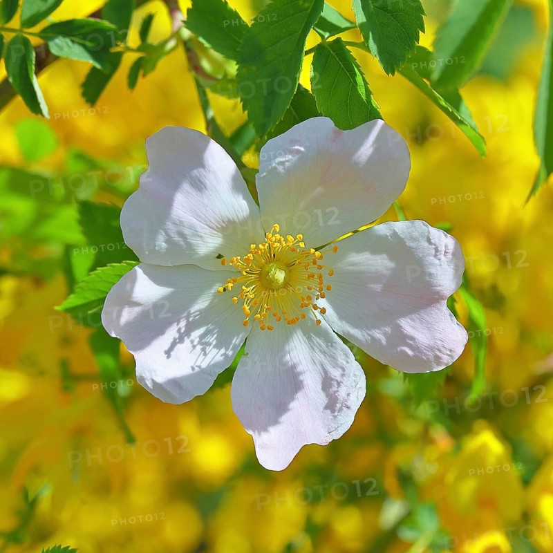 Dog rose (Rosa canina), wild rose, rose hip, blossom, Wilnsdorf, North Rhine-Westphalia, Germany