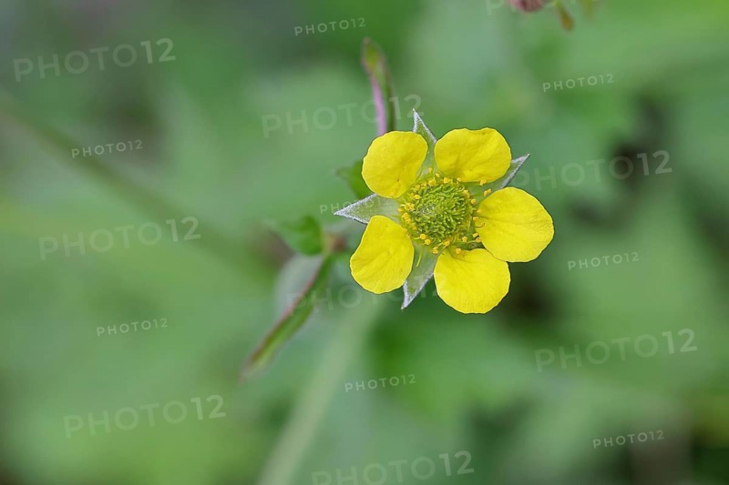 Wood avens (Geum urbanum), Benediktenwurzel, Buschnelkenwurzel, Heil aller Welt, Mannskraftwurzel, Märzwurz, Mauernelkenwurzel, Nagelwurzel, Nardenwurzel, Weinwurzel, Blüte an einem Waldweg, Heilkraut, Wilnsdorf, North Rhine-Westphalia, Germany