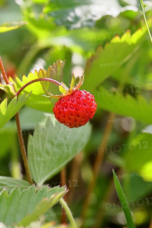 Forest strawberry (Fragaria vesca), ripe fruit, Wilnsdorf, North Rhine-Westphalia, Germany
